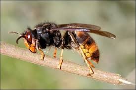 Pourquoi le frelon asiatique est un problème pour les abeilles ?